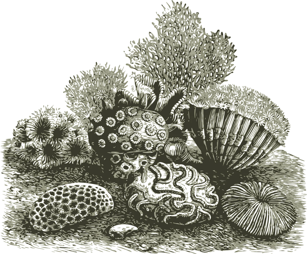 Intricate Black and White Vintage Coral Reef Clipart Illustration