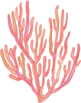 Soft Coral Branches Delicate Marine Botanical Underwater Clipart Illustration