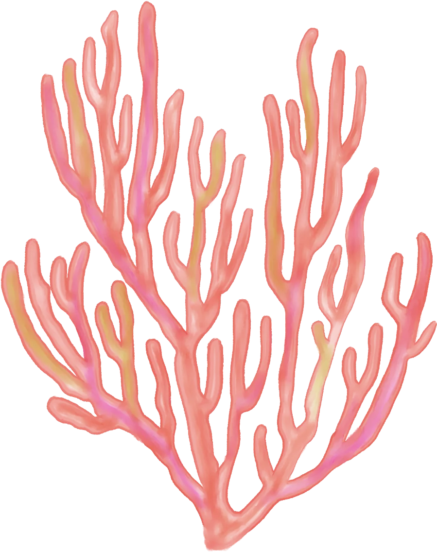 Soft Coral Branches Delicate Marine Botanical Underwater Clipart Illustration