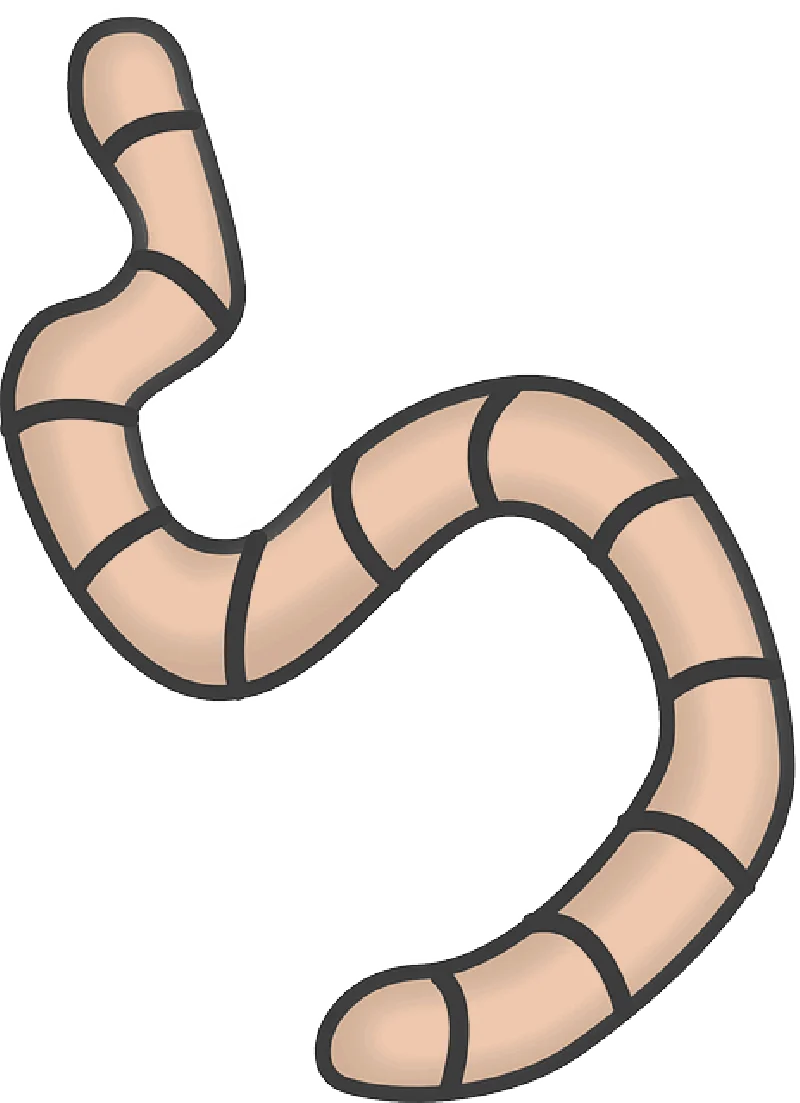 Curvy Segmented Earthworm Clipart: Minimalist Squiggly Design for Digital Art