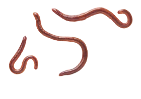Realistic Earthworm Illustration Clipart: Detailed Segmented Invertebrate Rendering