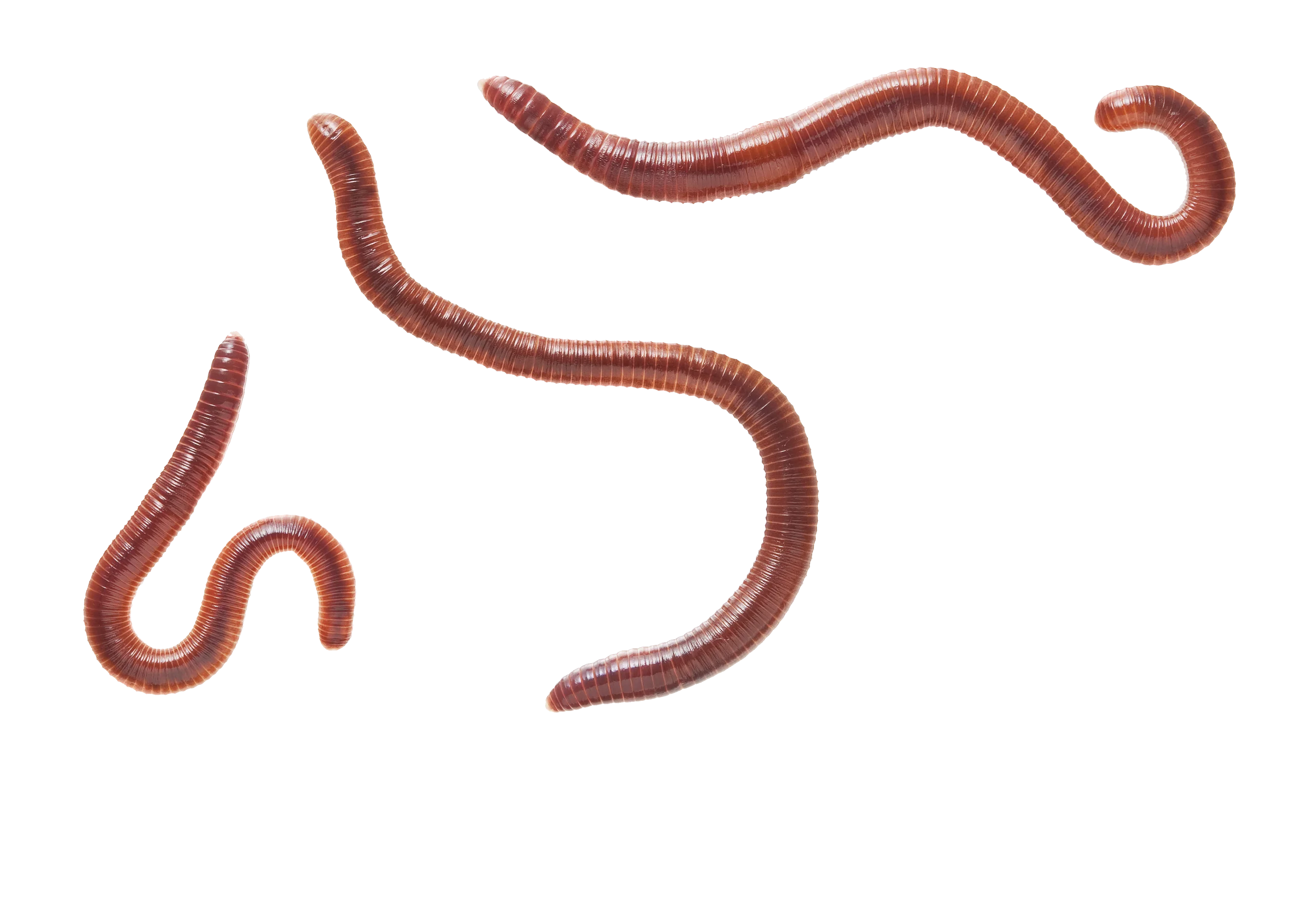 Realistic Earthworm Illustration Clipart: Detailed Segmented Invertebrate Rendering
