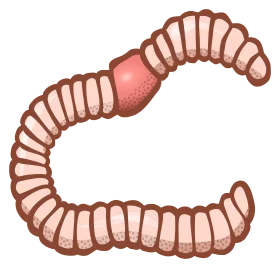 Stylized Segmented Earthworm Clipart with Curved Body and Textured Segments