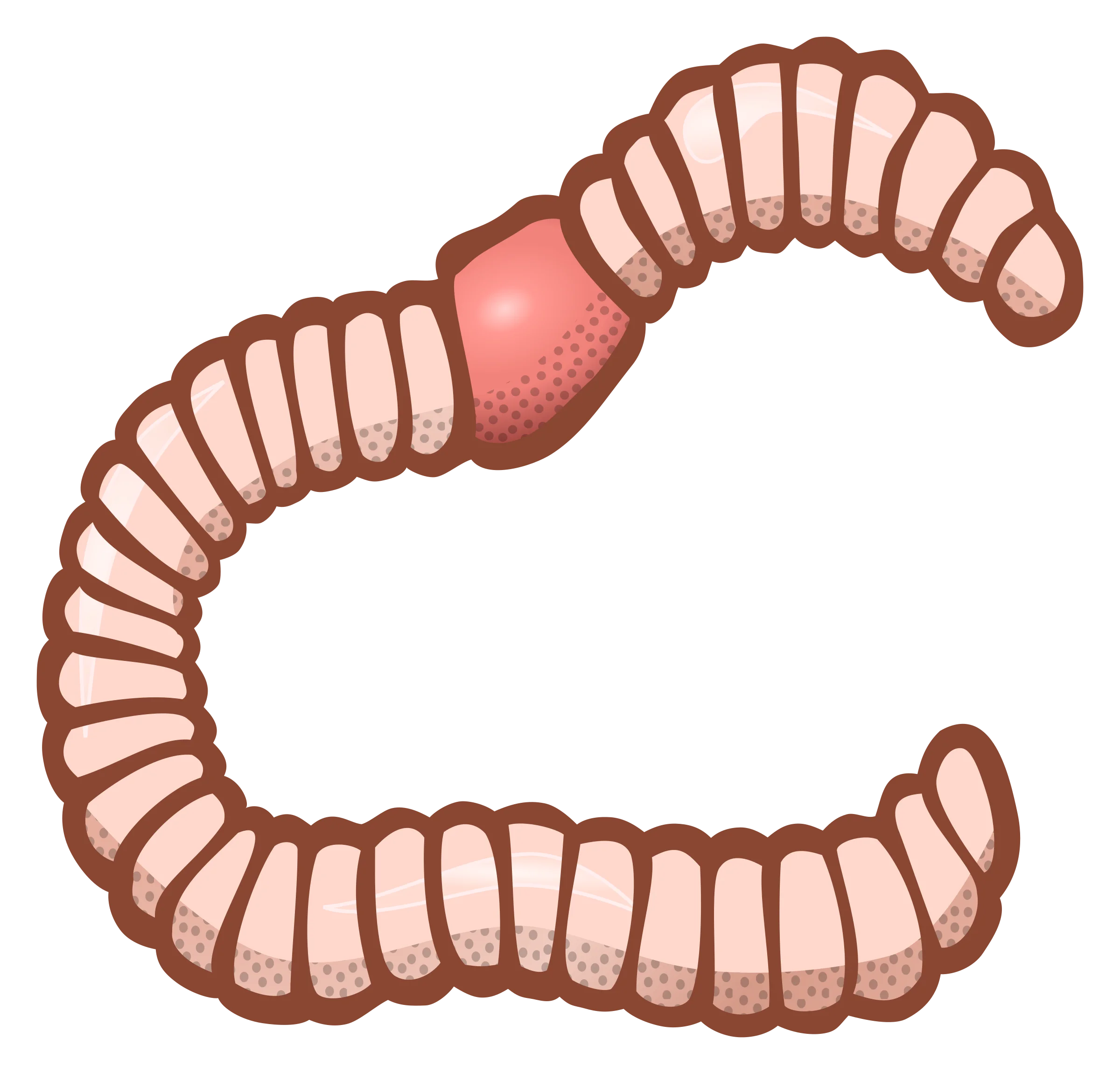 Stylized Segmented Earthworm Clipart with Curved Body and Textured Segments