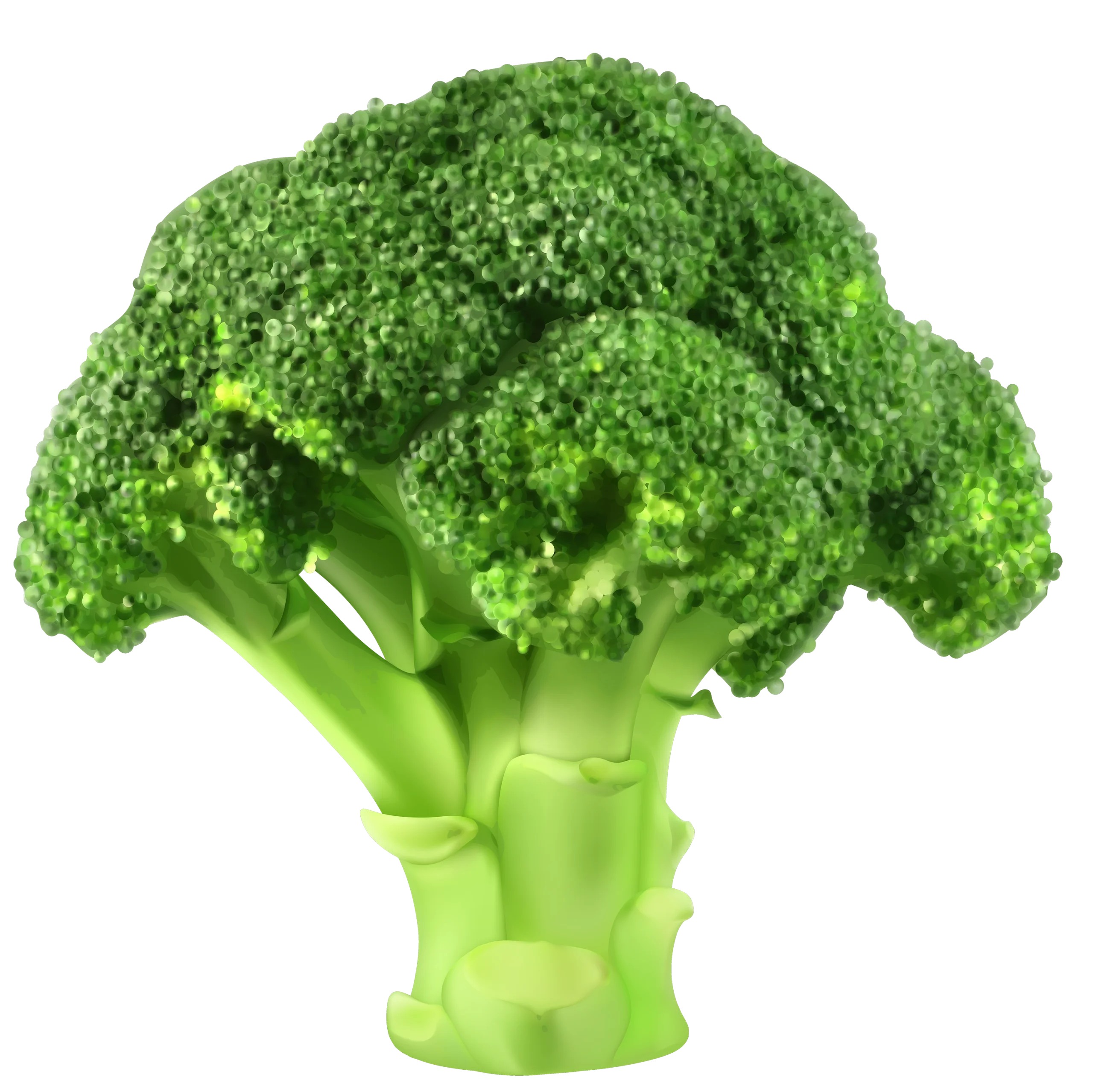 Fresh Emerald Broccoli Clipart: Crisp Vegetable Illustration with Lush Green Texture