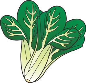 Fresh Green Bok Choy Leaves Botanical Illustration Vegetable Clipart Design