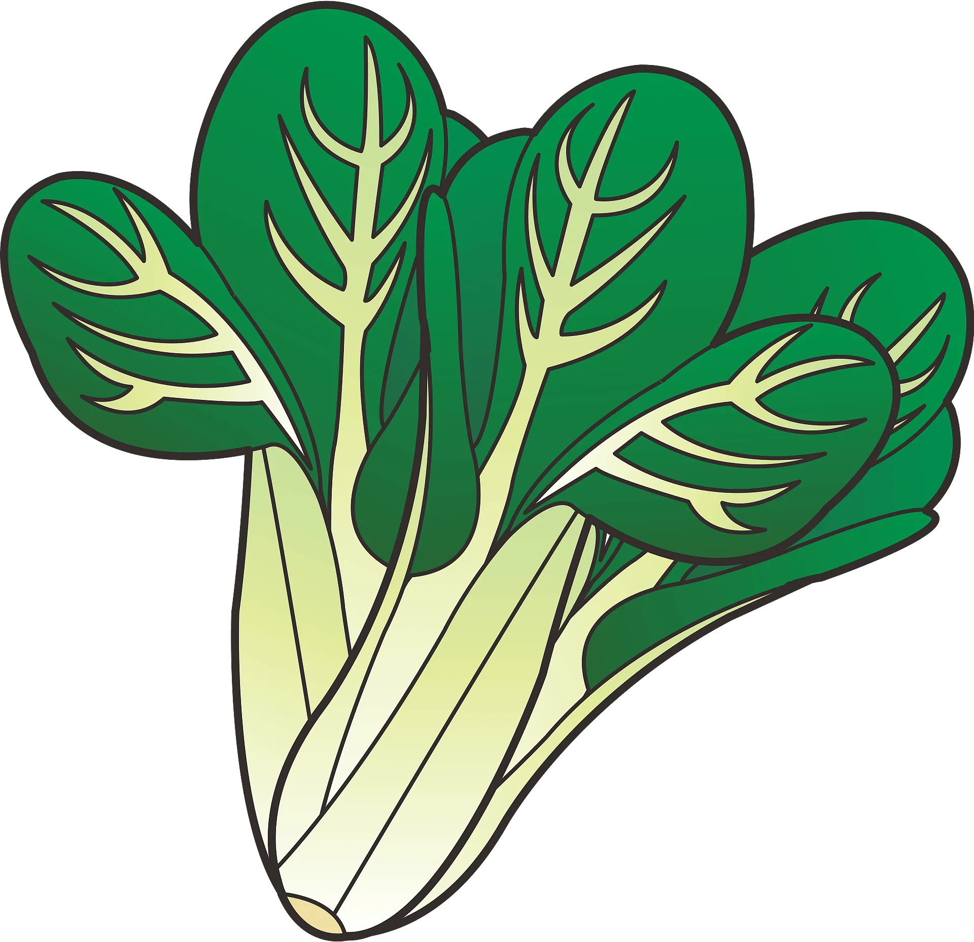 Fresh Green Bok Choy Leaves Botanical Illustration Vegetable Clipart Design