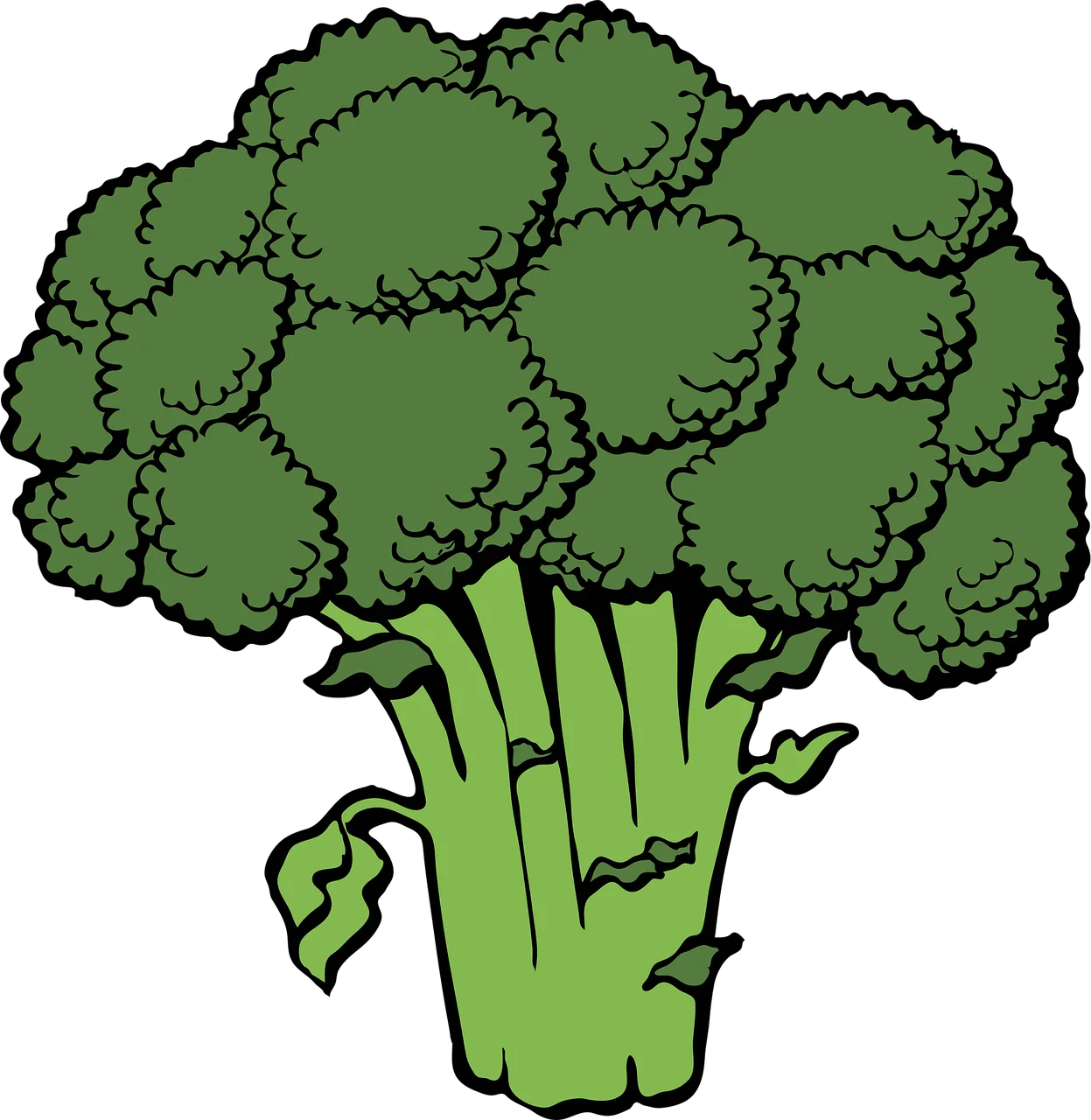 Fresh Green Broccoli Clipart Illustration - Nutritious Vegetable Sketch