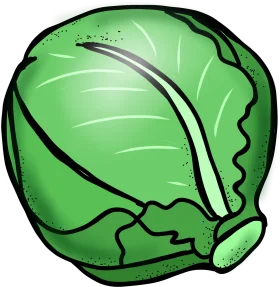 Fresh Green Cabbage Clipart Illustration with Smooth Texture and Organic Lines