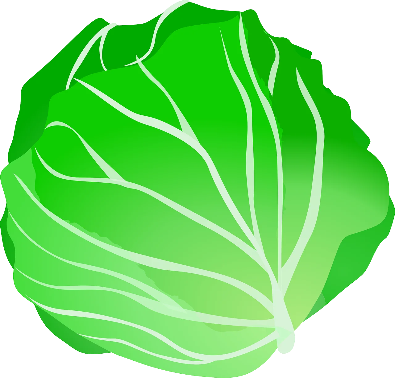 Fresh Green Lettuce Head Clipart Illustration with Detailed Leaf Texture
