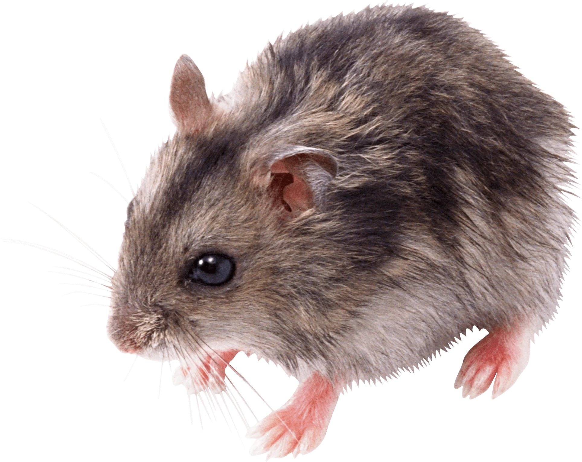 Realistic Gray Rodent Clipart: Detailed Furry Mouse Illustration on White Background