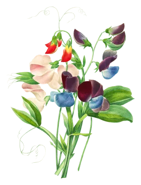 Delicate Sweet Pea Botanical Watercolor Clipart Illustration of Soft Pastel Blossoms
