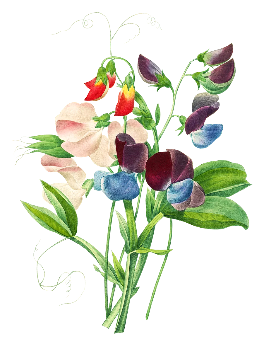 Delicate Sweet Pea Botanical Watercolor Clipart Illustration of Soft Pastel Blossoms