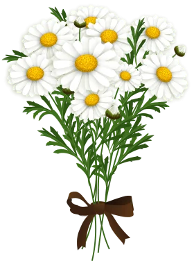 Elegant Chamomile Bouquet Clipart with Delicate White Petals and Sunny Centers
