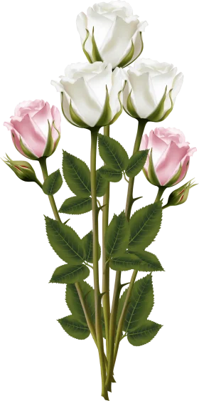 Elegant White and Soft Pink Roses Botanical Illustration Clipart Design