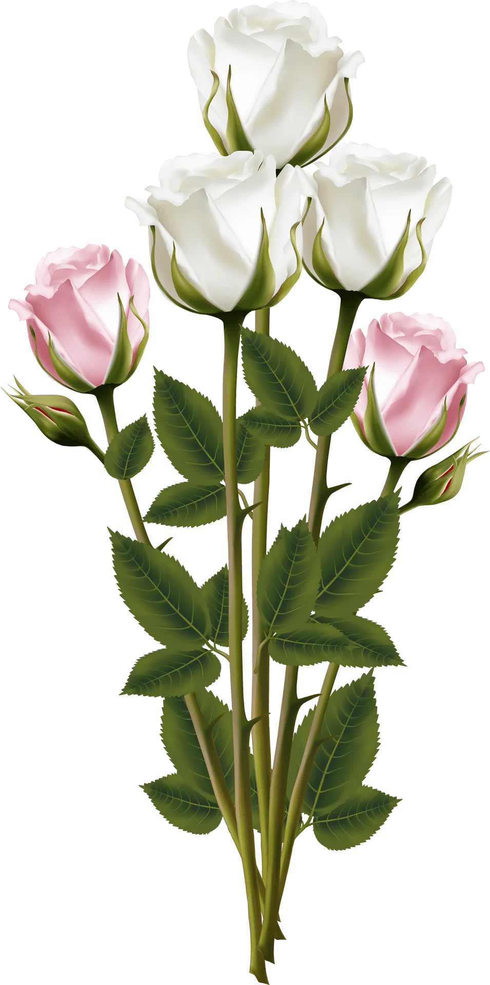 Elegant White and Soft Pink Roses Botanical Illustration Clipart Design