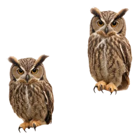 Majestic Brown Owl Pair: Woodland Creatures Realistic Clipart Collection