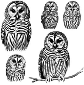 Monochromatic Mystical Owl Clipart Collection: Detailed Black and White Illustrations