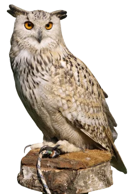 Majestic Horned Owl Perched on Weathered Stone - Detailed Wildlife Clipart