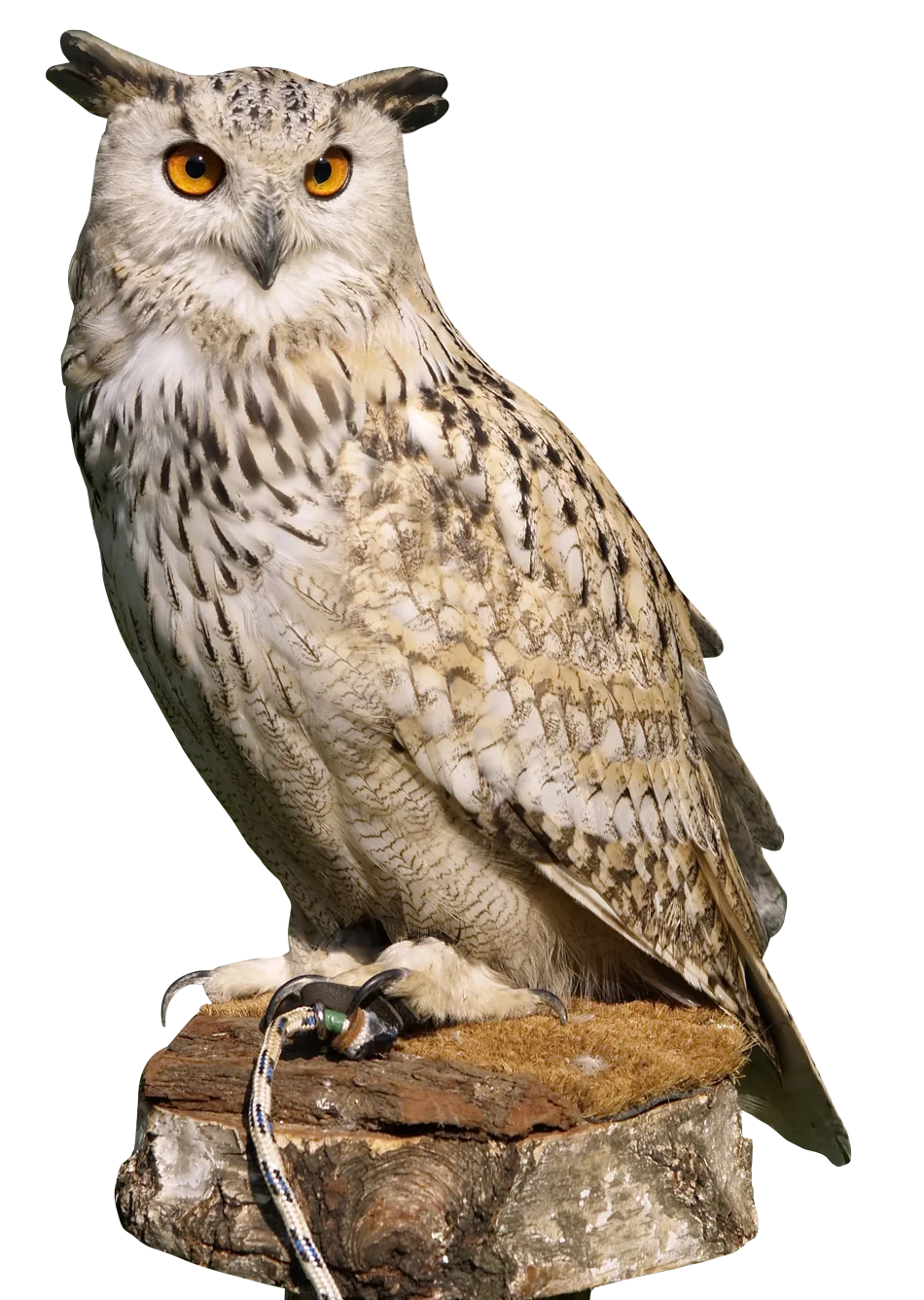 Majestic Horned Owl Perched on Weathered Stone - Detailed Wildlife Clipart