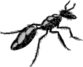 Detailed Black and White Ant Clipart Illustration with Intricate Anatomical Features