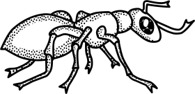 Detailed Black and White Line Art Sketch of Intricate Ant Clipart Design