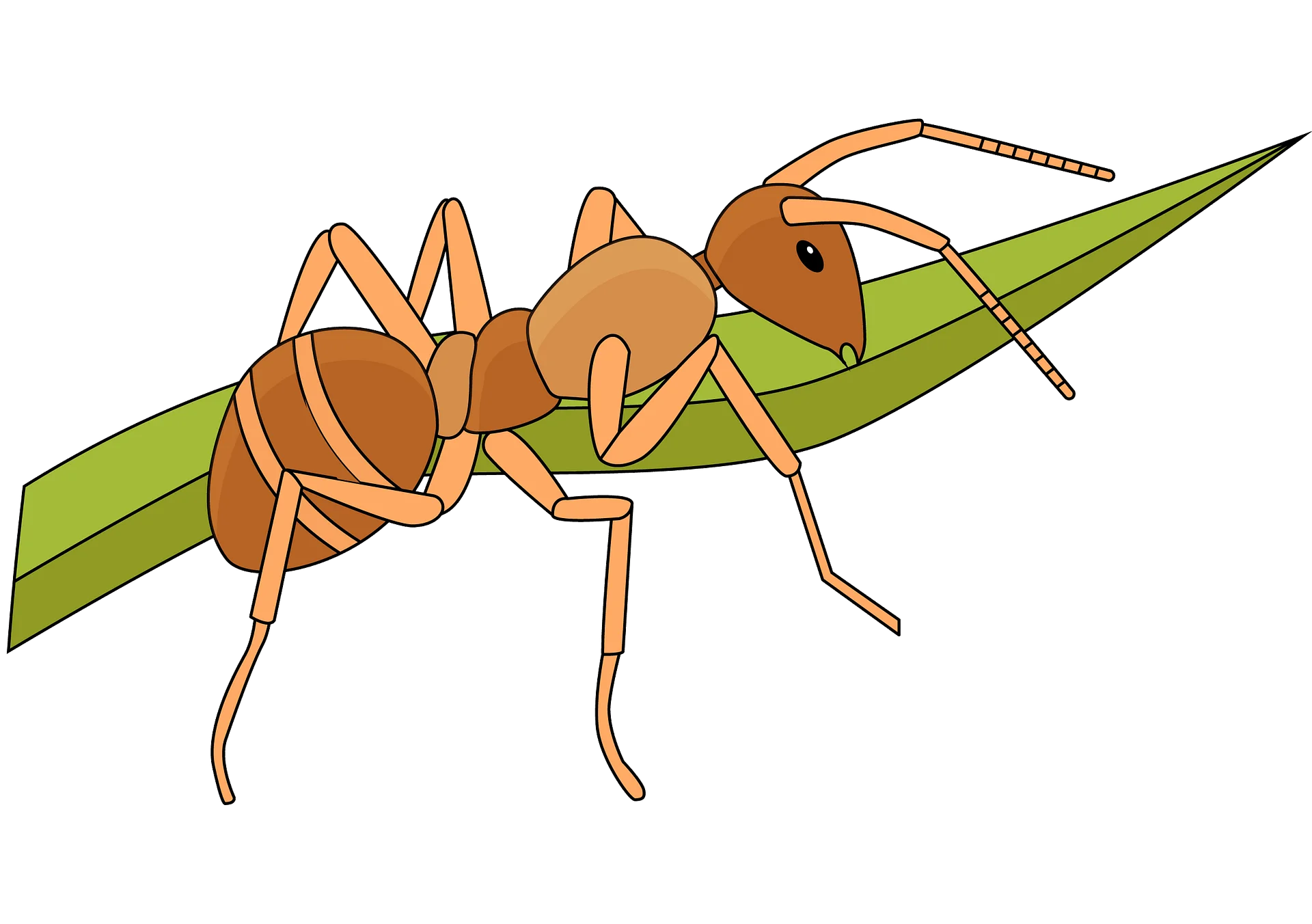 Detailed Orange Ant Clipart Illustration on Leaf with Naturalistic Design