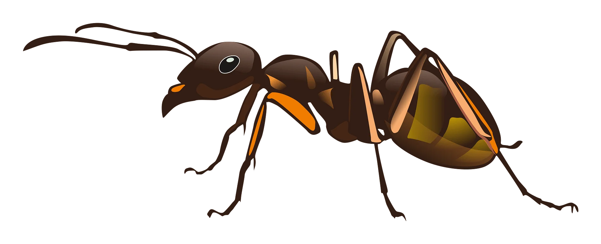 Detailed Realistic Brown Ant Clipart Illustration with Intricate Anatomical Features