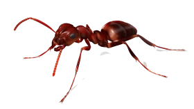 Detailed Realistic Red Fire Ant Clipart Illustration with Textured Exoskeleton
