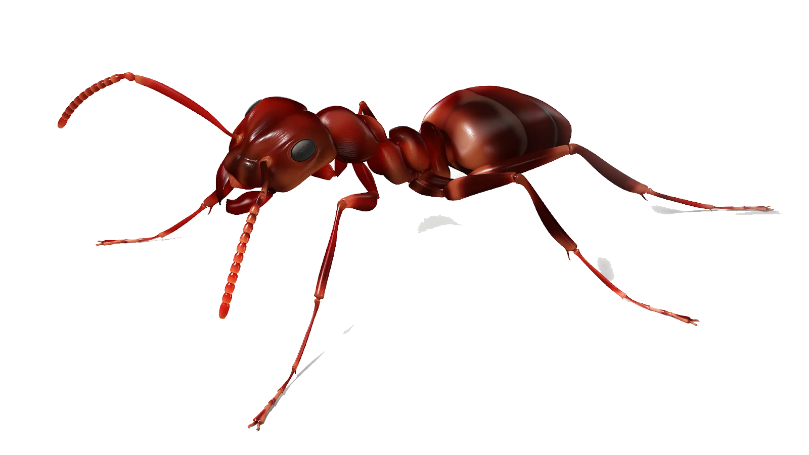Detailed Realistic Red Fire Ant Clipart Illustration with Textured Exoskeleton