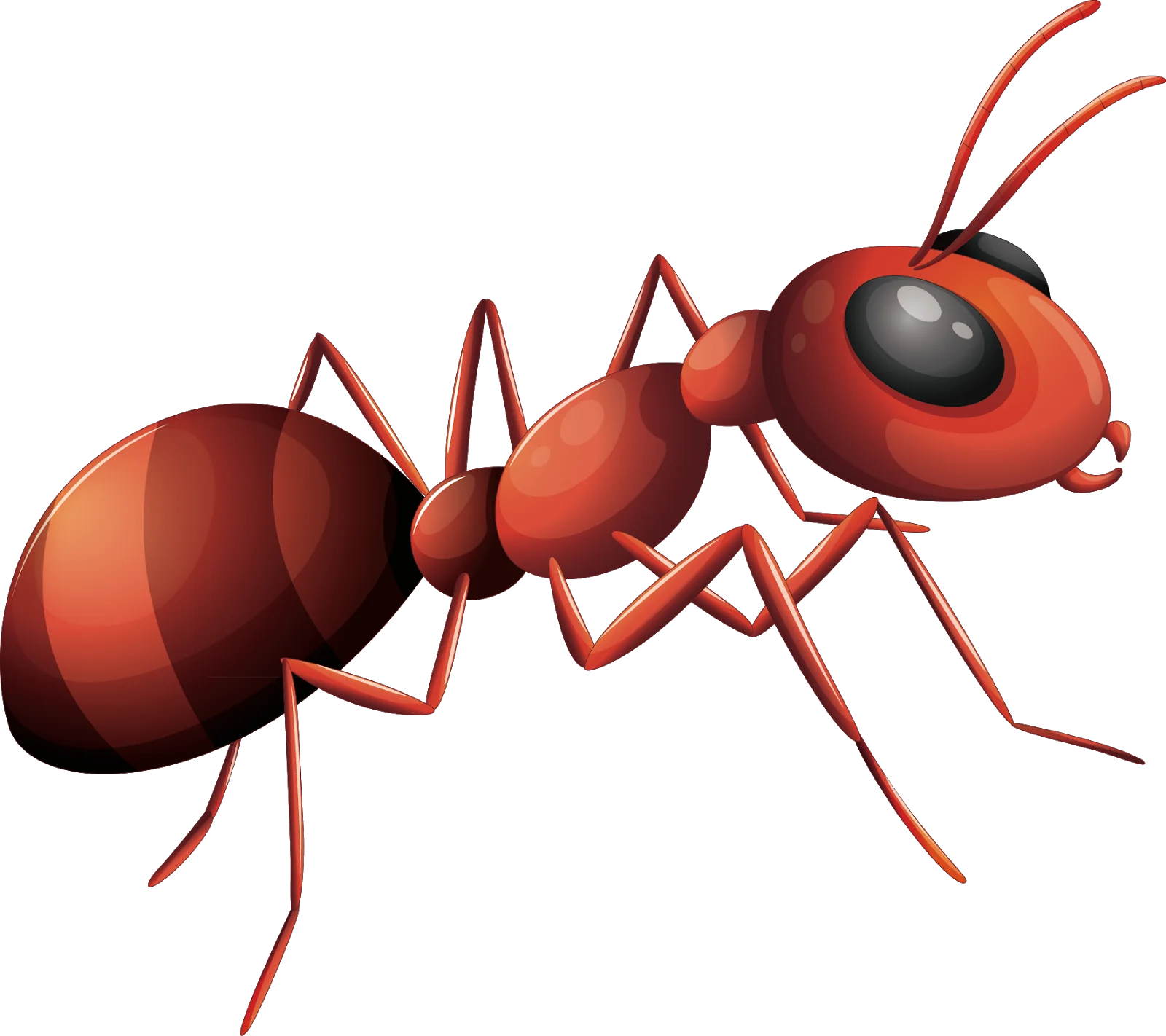 Detailed Red Fire Ant Clipart Illustration with Realistic Anatomical Features
