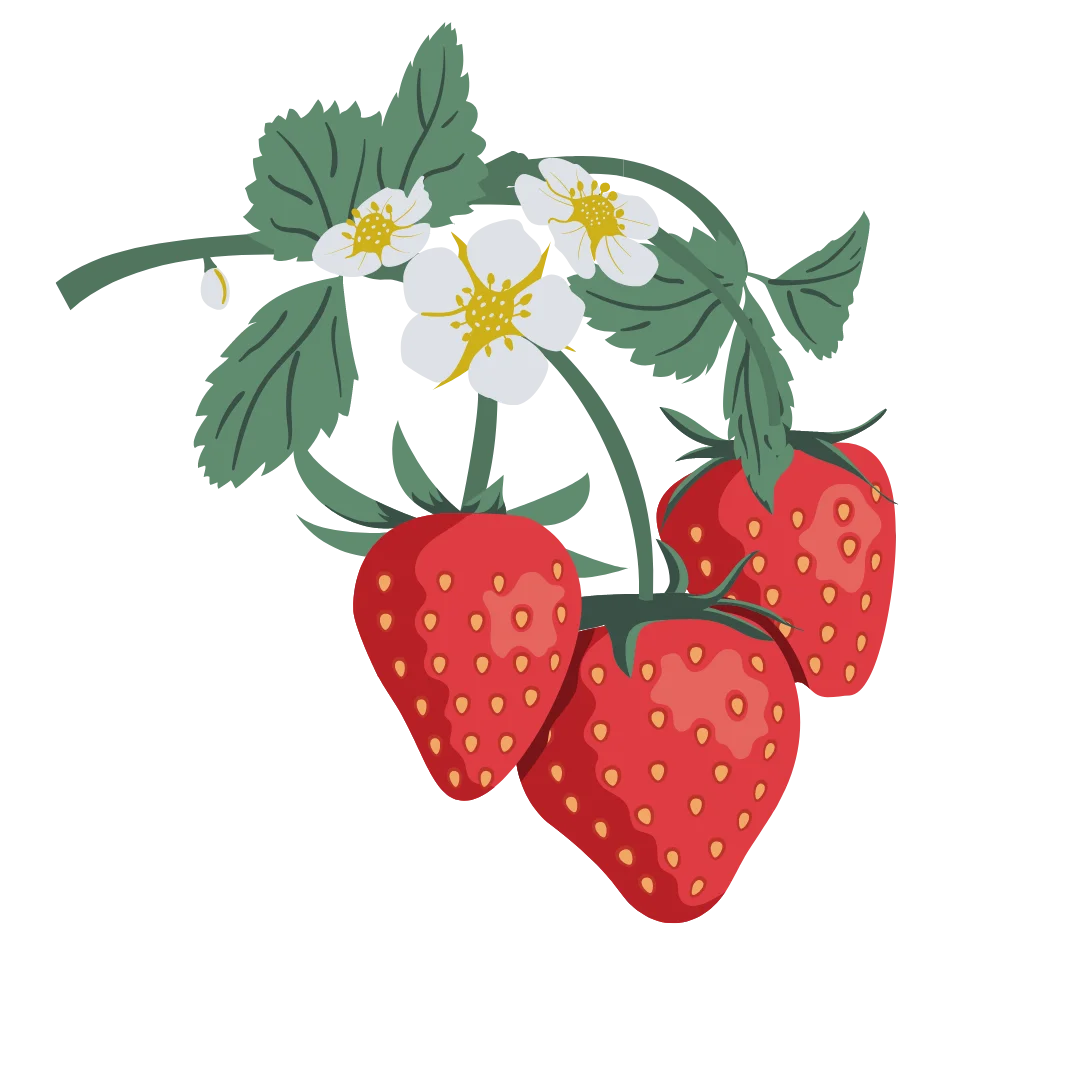 Delightful Strawberry Botanical Clipart with Blossoming White Flowers and Lush Leaves