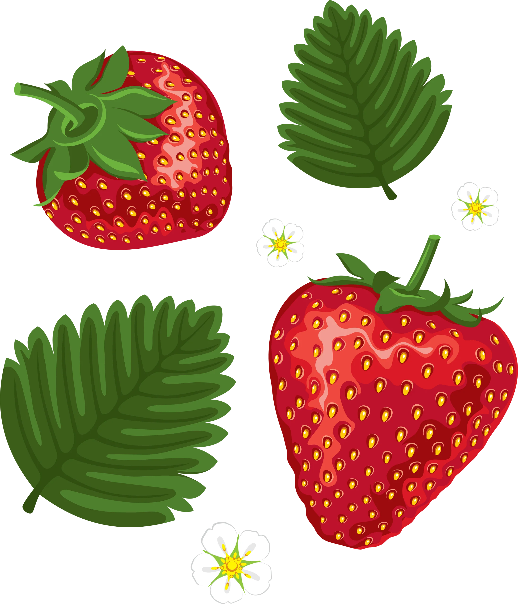 Fresh Strawberries and Leafy Green Ferns Botanical Clipart Collection
