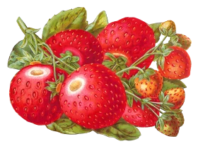 Luscious Ripe Strawberries Botanical Illustration Clipart - Fresh Garden Harvest