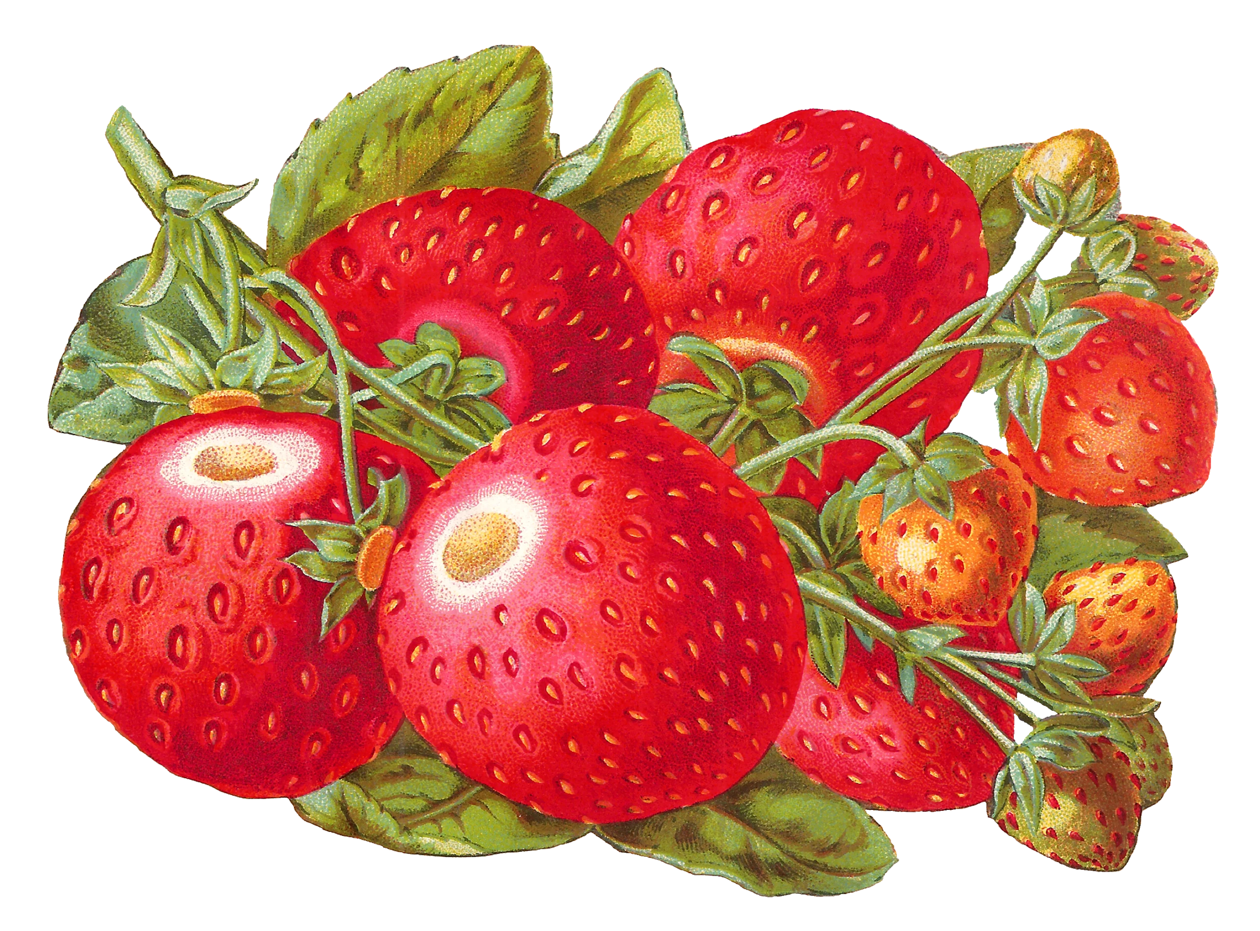 Luscious Ripe Strawberries Botanical Illustration Clipart - Fresh Garden Harvest