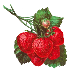 Luscious Ripe Strawberries Botanical Illustration Vintage Clipart Design