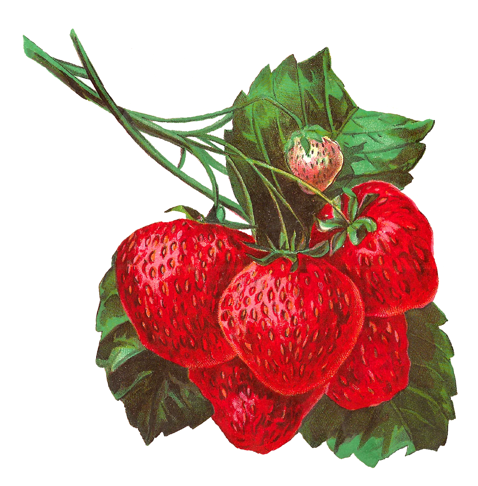 Luscious Ripe Strawberries Botanical Illustration Vintage Clipart Design