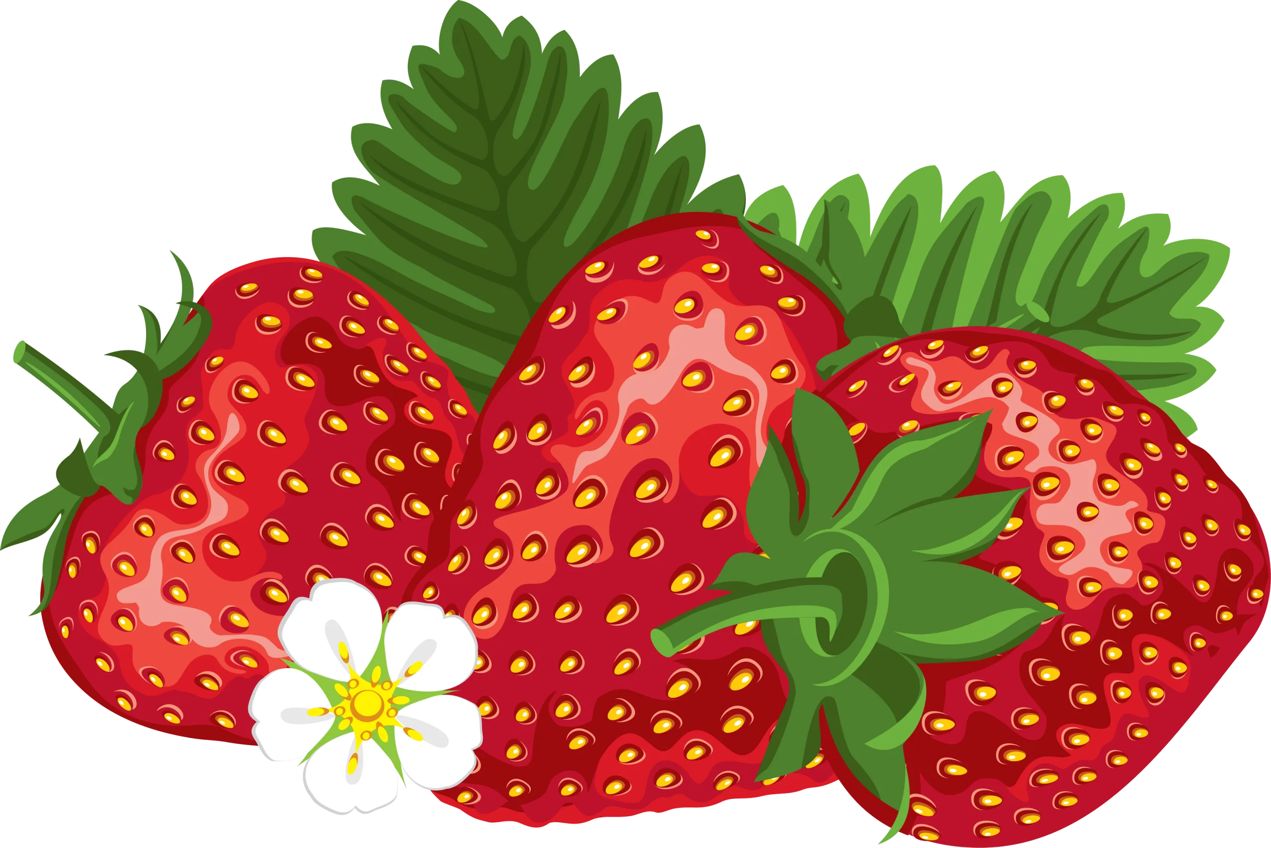 Luscious Ripe Strawberries Clipart with Delicate White Blossom and Green Leaves