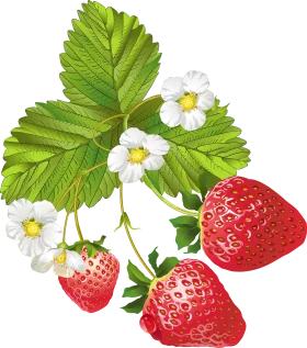 Luscious Strawberry Botanical Illustration Clipart with Blossoming Flowers