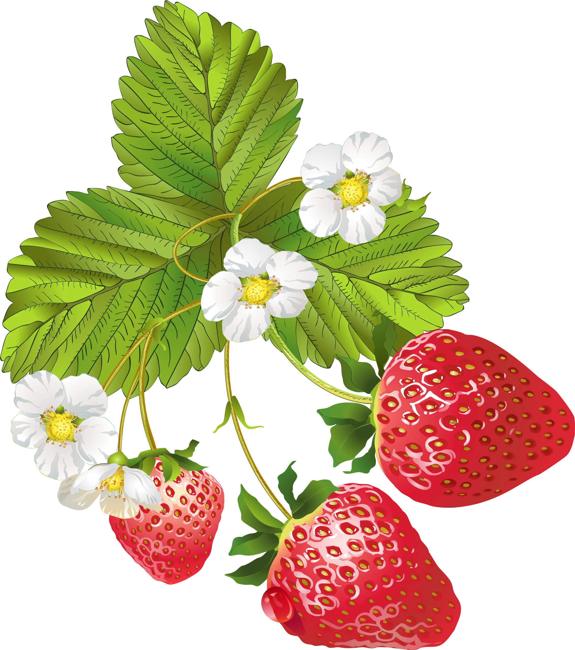 Luscious Strawberry Botanical Illustration Clipart with Blossoming Flowers