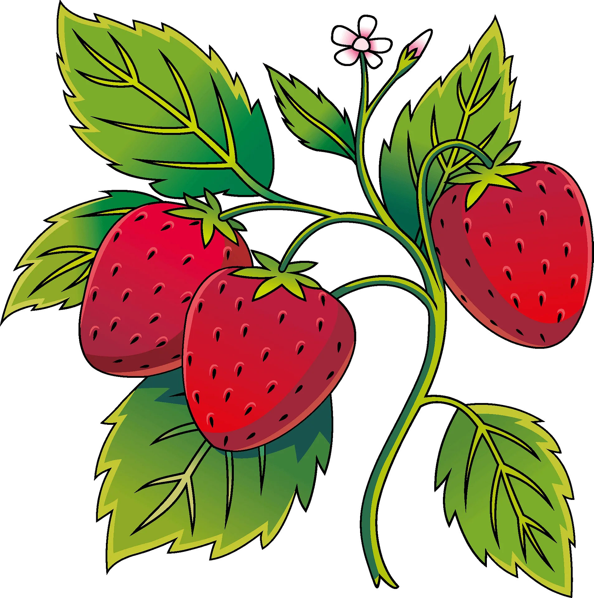 Luscious Strawberry Botanical Illustration Clipart with Delicate Blossoms