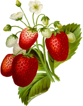 Vintage Botanical Strawberries Clipart with Lush Green Leaves and Delicate Blossoms