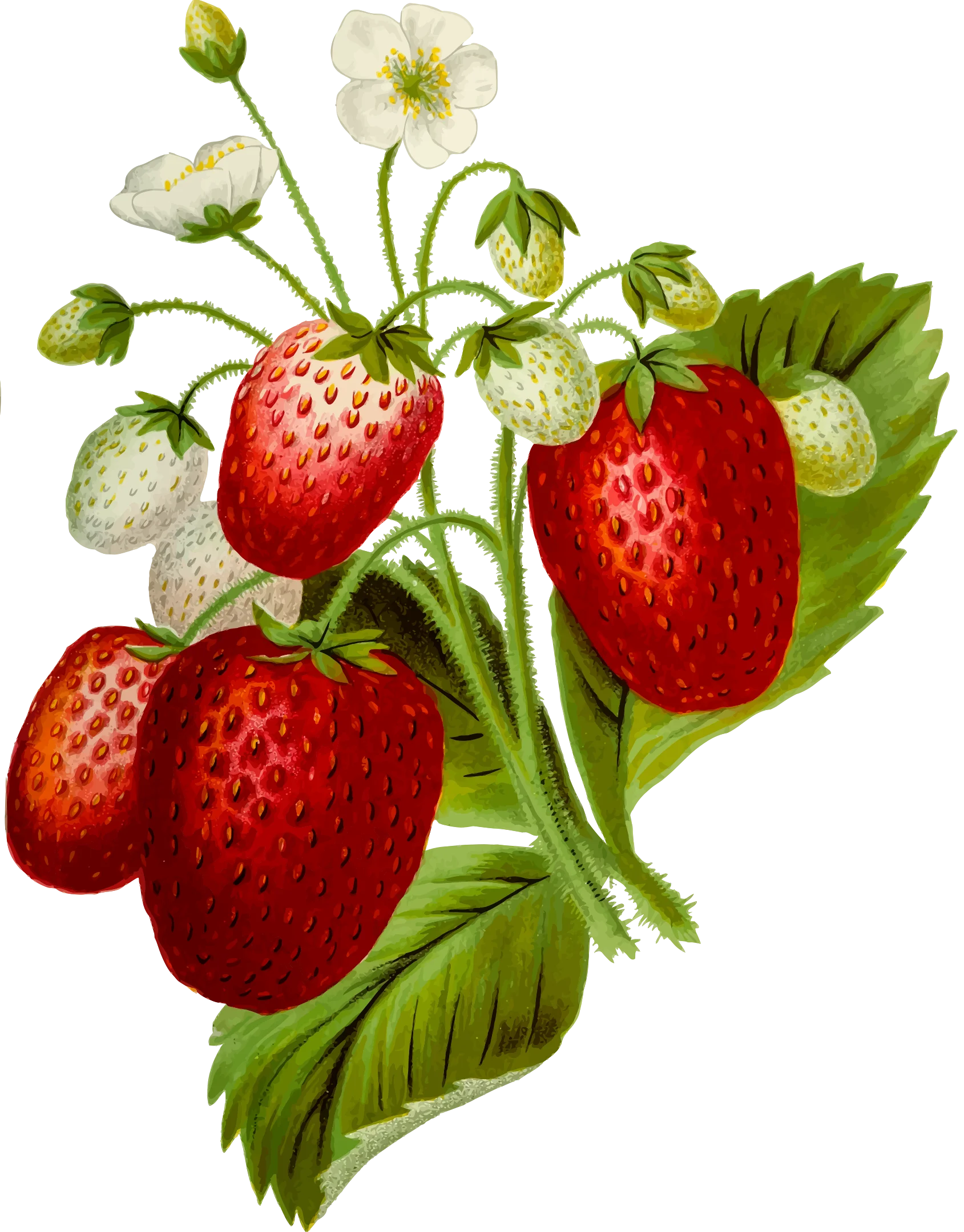 Vintage Botanical Strawberries Clipart with Lush Green Leaves and Delicate Blossoms