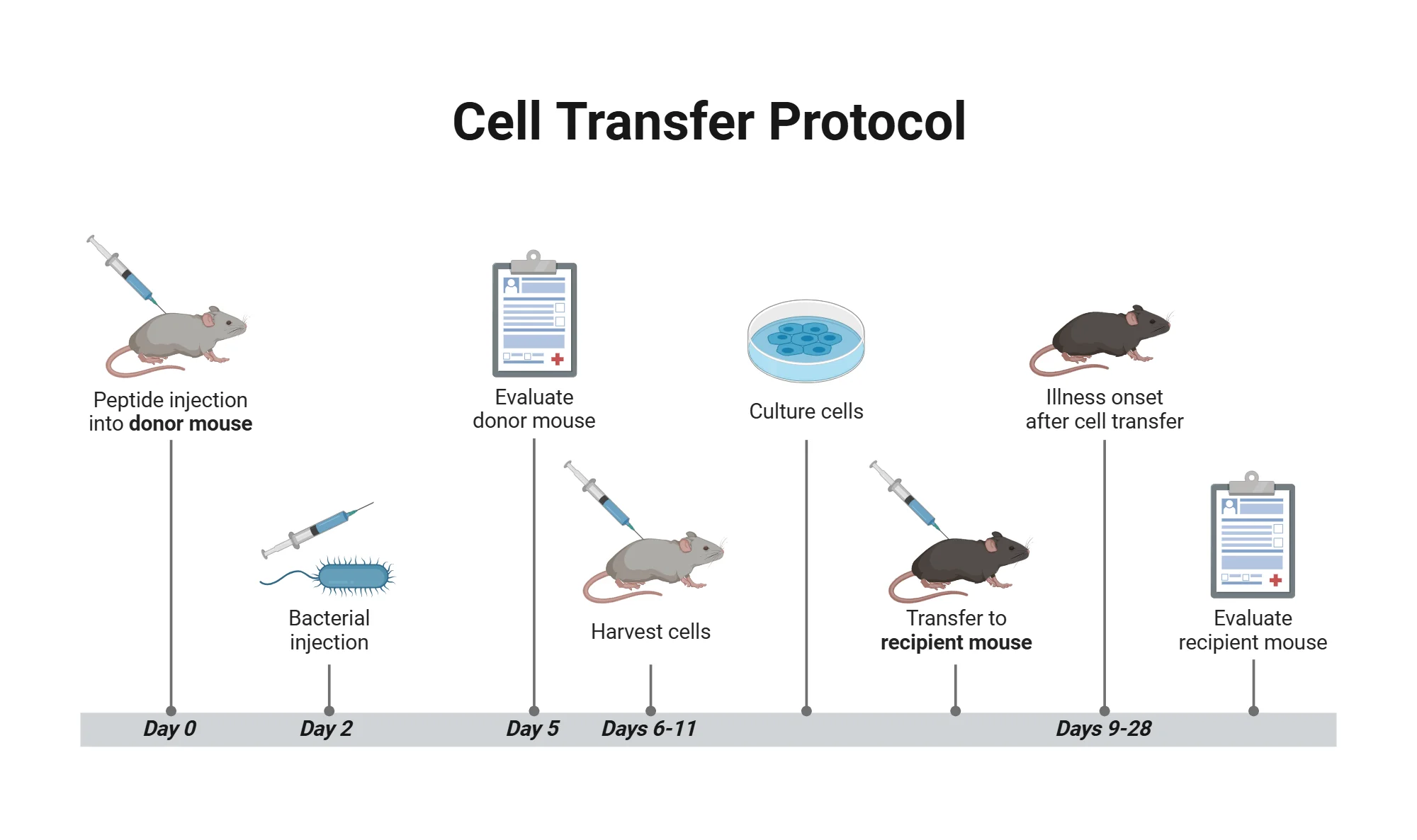 Comprehensive Cell Transfer Protocol Workflow Diagram Clipart Illustration