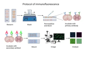 Comprehensive Immunofluorescence Research Protocol Visualization Clipart