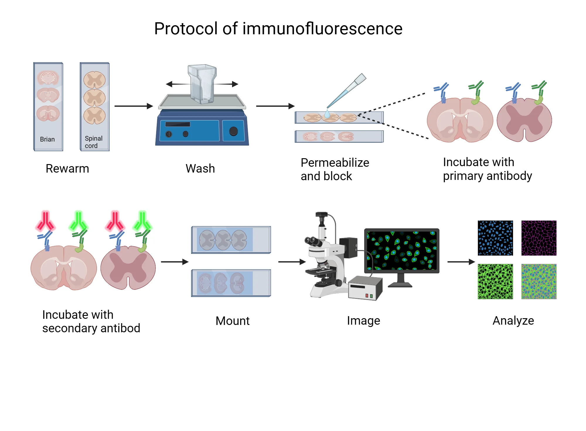 Comprehensive Immunofluorescence Research Protocol Visualization Clipart