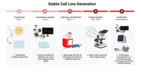 Comprehensive Stable Cell Line Generation Research Workflow Clipart Illustration