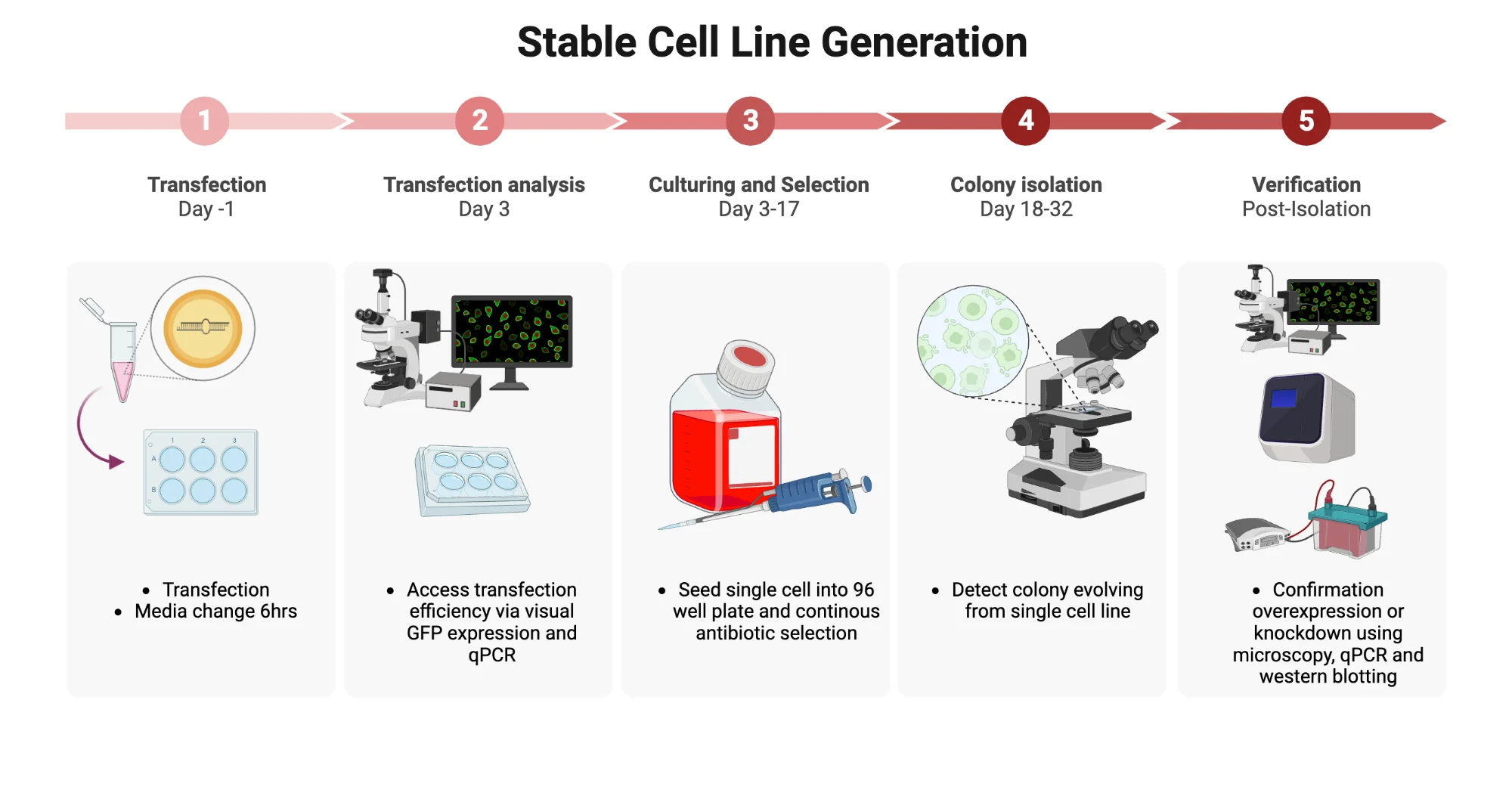 Comprehensive Stable Cell Line Generation Research Workflow Clipart Illustration