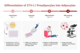 Step-by-Step Clipart Visualization of 3T3-L1 Preadipocytes Transformation into Adipocytes