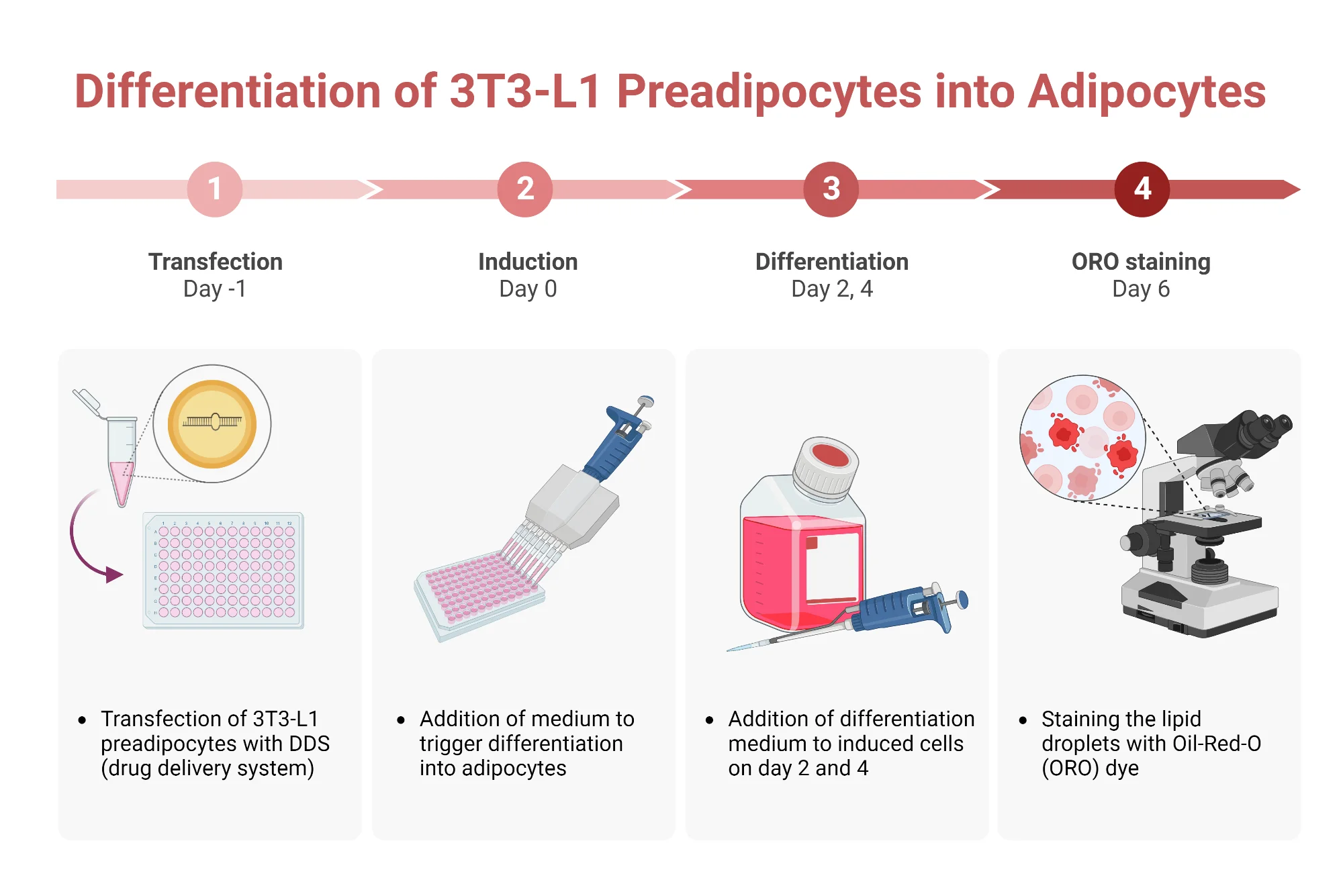 Step-by-Step Clipart Visualization of 3T3-L1 Preadipocytes Transformation into Adipocytes